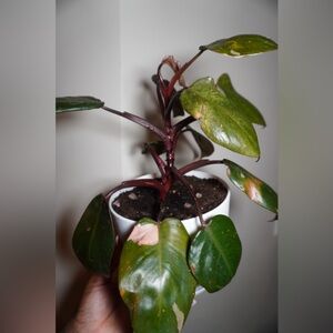 Pink Princess Philodendron